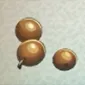 木の実の画像