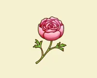 ラナンキュラス