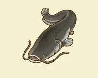 ヨーロッパオオナマズ