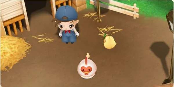 ニワトリの放牧