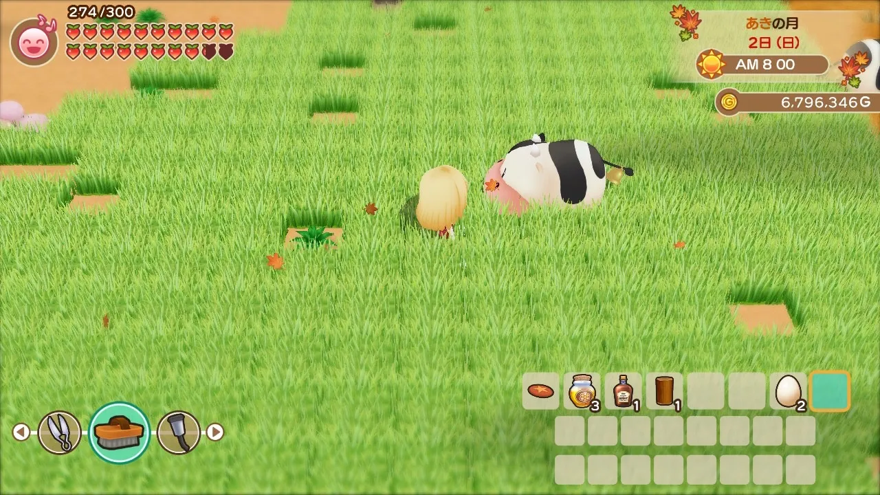 アルパカの放牧