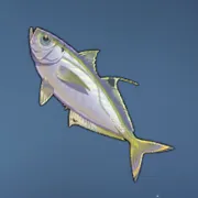 アステルコアジ