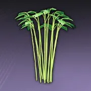 ガマの葉の鉢植え