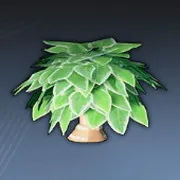 平らな葉の鉢植え