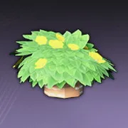 金色の花房の鉢植え