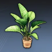 羽状の葉の青い鉢植え