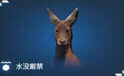被検体のカンガルー