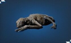 チュパカブラのミイラ