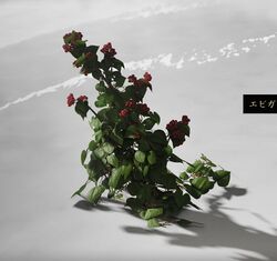 エビガライチゴの画像