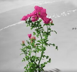 ヨウテイバラの画像