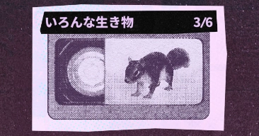 いろんな生き物｜回顧録コレクション