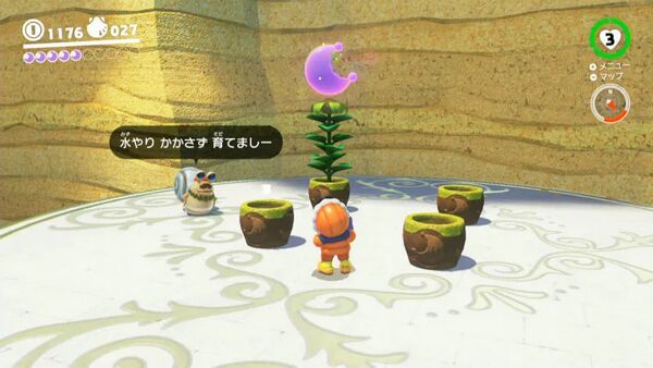 咲いた！ 入り江の種