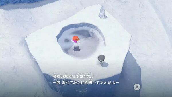 雪国のプクプクに 出会った！