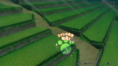 隠れニャンコ・棚田方面1