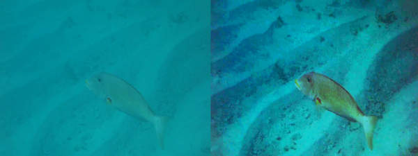 68e74153d64e3 bodyimage4.jpeg