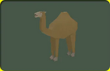 ラクダ