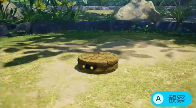 シビレオオバン