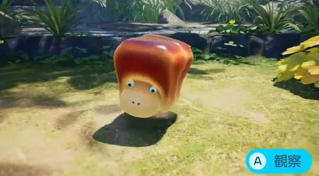 オオパンモドキ