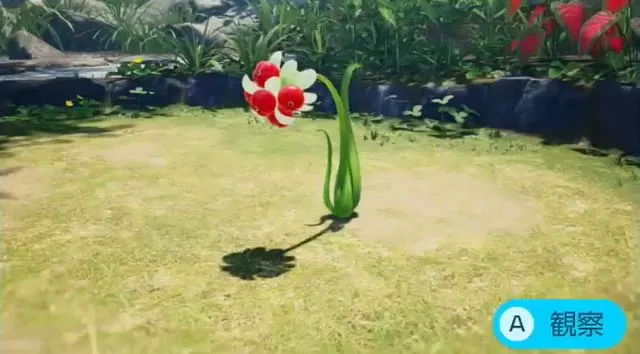 ピキノツユクサ