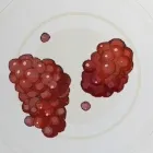 きまぐれイチゴ