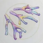 虹色サンゴの欠片