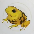 ヤクトルフロッグ