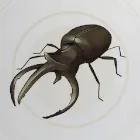 オオオニカブト