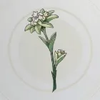 絶滅寸前の薬草