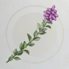 セイタカトーン