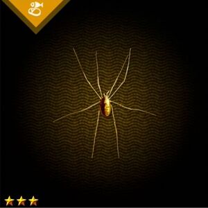 金の蜘蛛