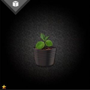 ジャガイモの苗