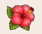 ハイビスカス