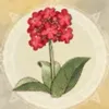病忘れの花／病忘れの花.webp