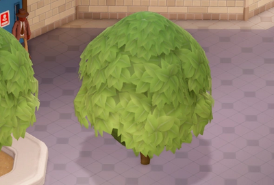 小さなオークの木