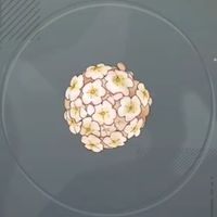 ゼステンウルフ