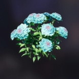 アルスタリアの花