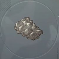 王ワニの防刃革