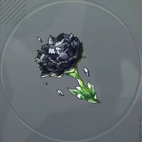 ダークカーネーション