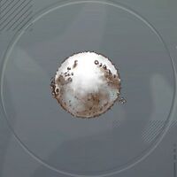 カルシウムボール