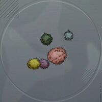 キノコパウダー