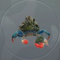 シェルハーミット