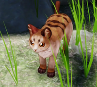 猫.webp