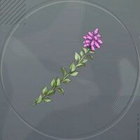 セイタカトーン